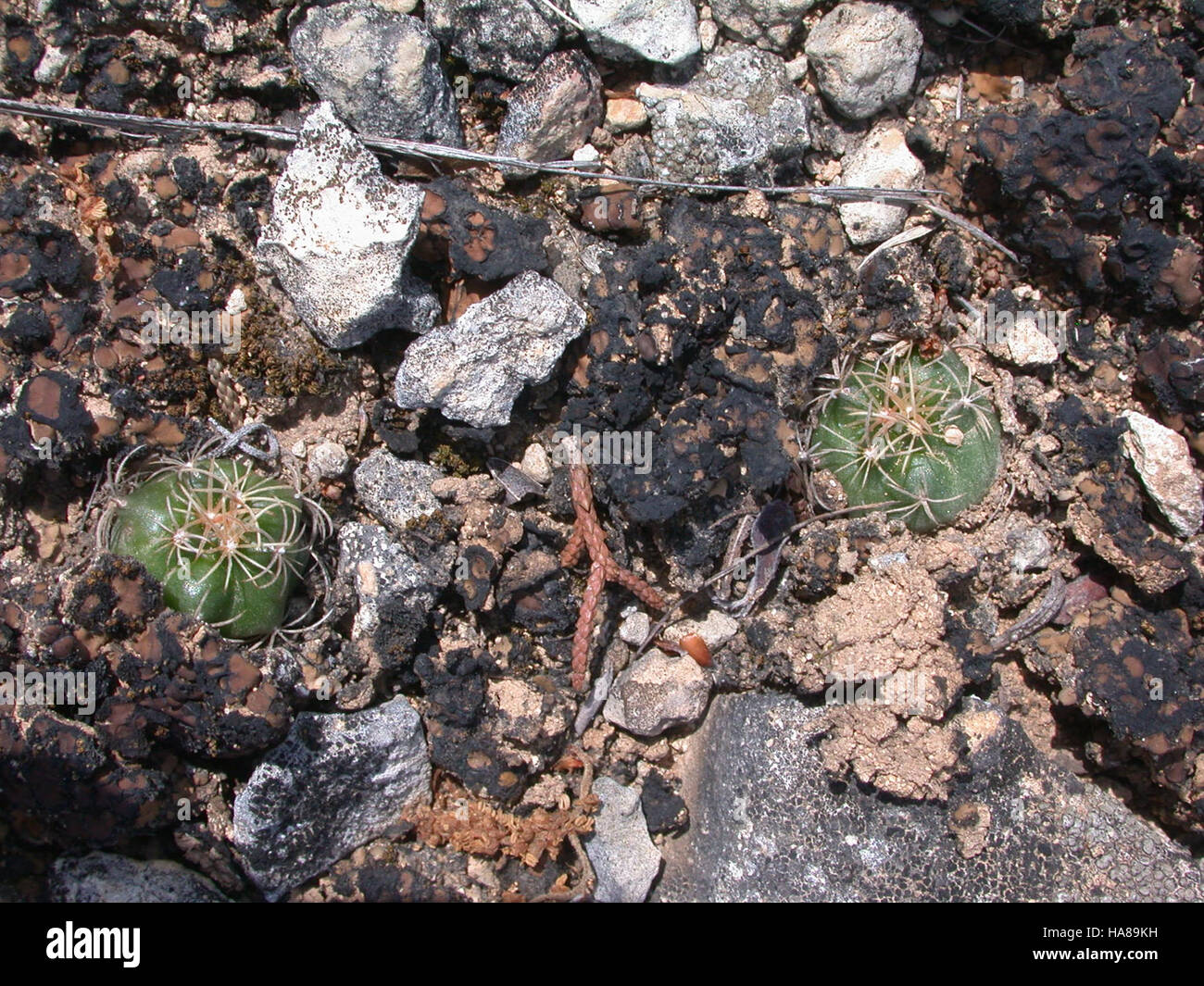 usfwsendsp 5864282600 Endangered Tobusch fishhook cactus (Ancistrocactus tobuschii) Stock Photo