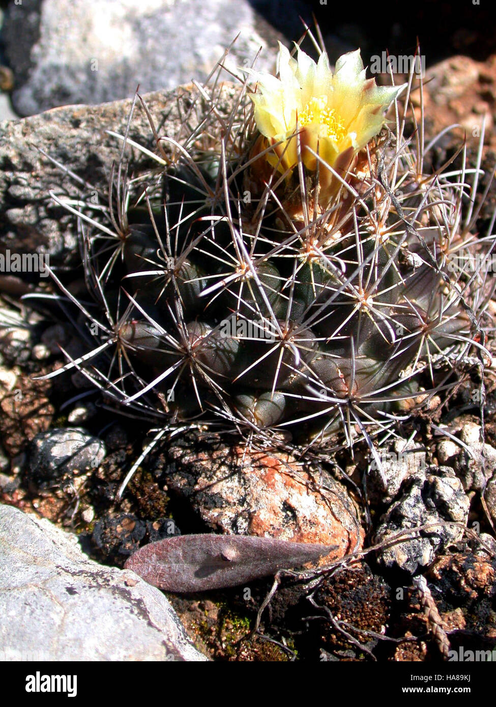 usfwsendsp 5864282726 Endangered Tobusch fishhook cactus (Ancistrocactus tobuschii) Stock Photo