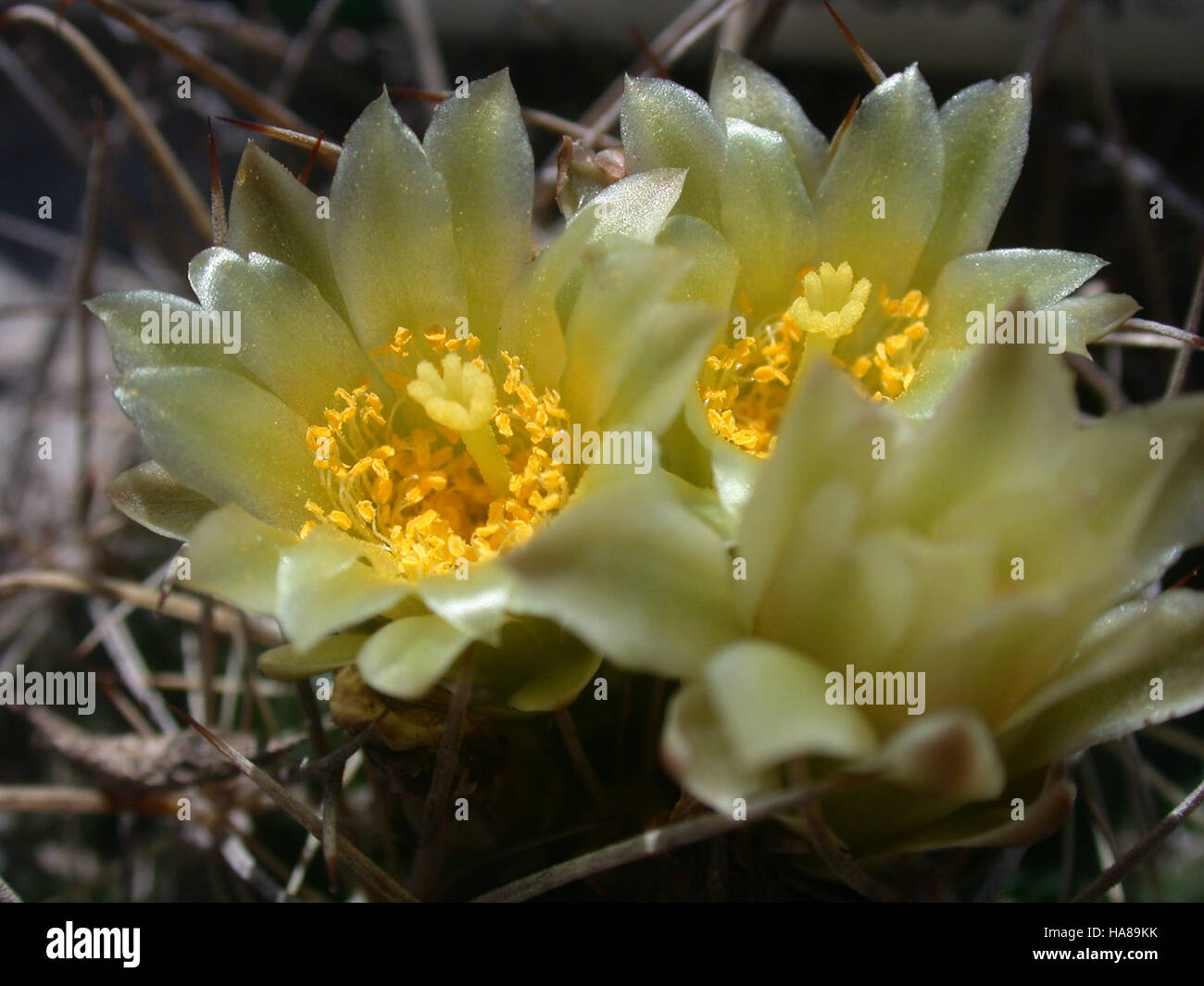 usfwsendsp 5864283274 Endangered Tobusch fishhook cactus (Ancistrocactus tobuschii) Stock Photo