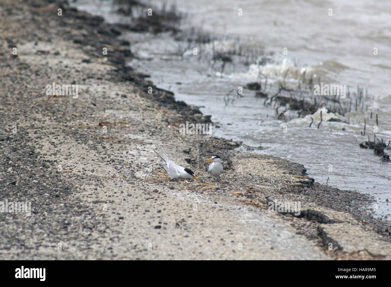 Interior Least Tern Stock Photos Interior Least Tern Stock