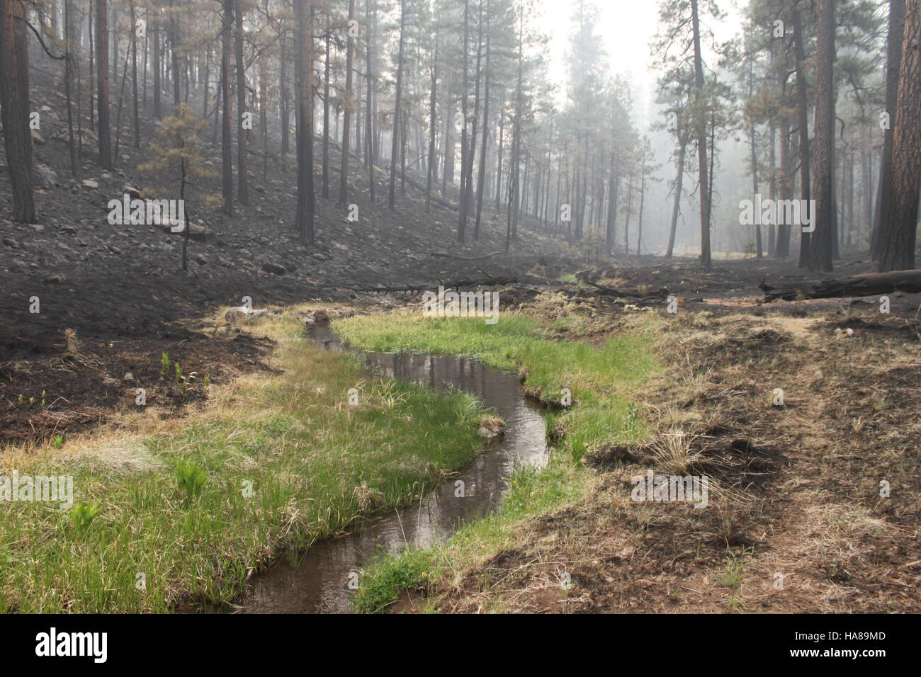 usfwsendsp 6359210271 Threatened Apache trout (Oncorhynchus apache