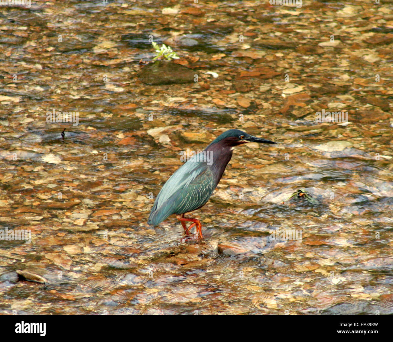 usfwsmidwest 11192601975 Green Heron Stock Photo Alamy