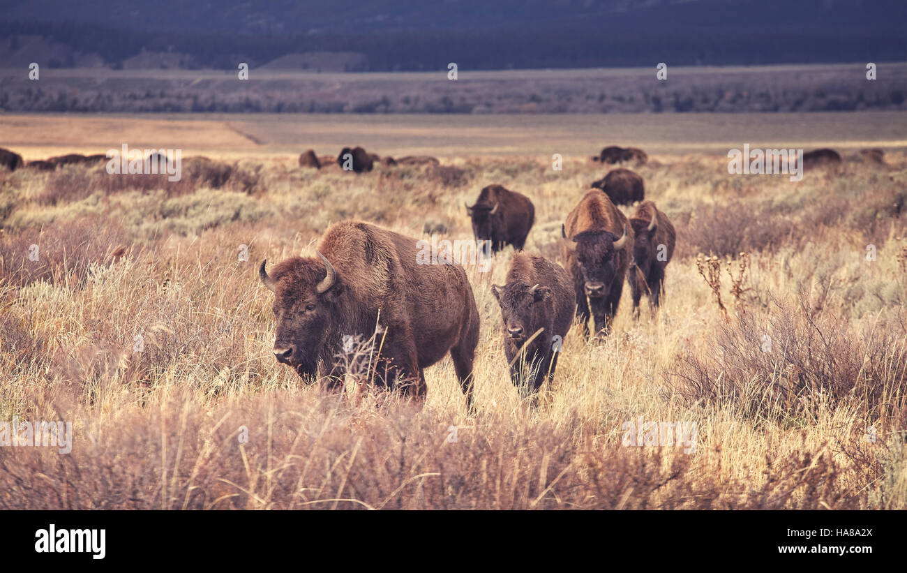 Retro toned herd of American bison (Bison bison) grazing in the Grand Teton National Park, Wyoming, USA. Stock Photo