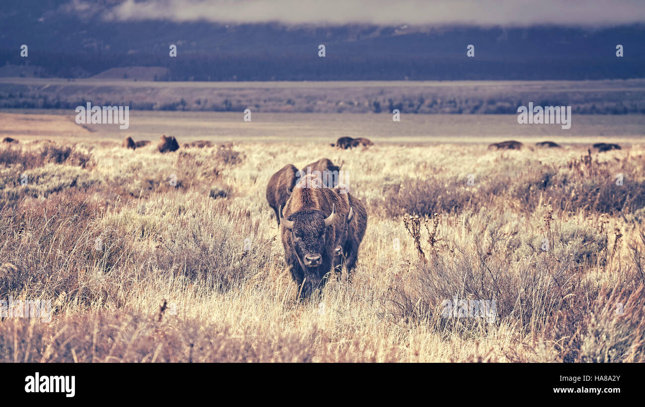 Retro toned herd of American bison (Bison bison) grazing in the Grand Teton National Park, Wyoming, USA. Stock Photo