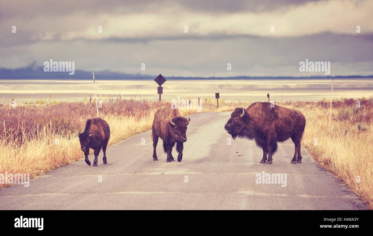 Vintage toned American bison (Bison bison) crossing road in Grand Teton National Park, Wyoming, USA. Stock Photo