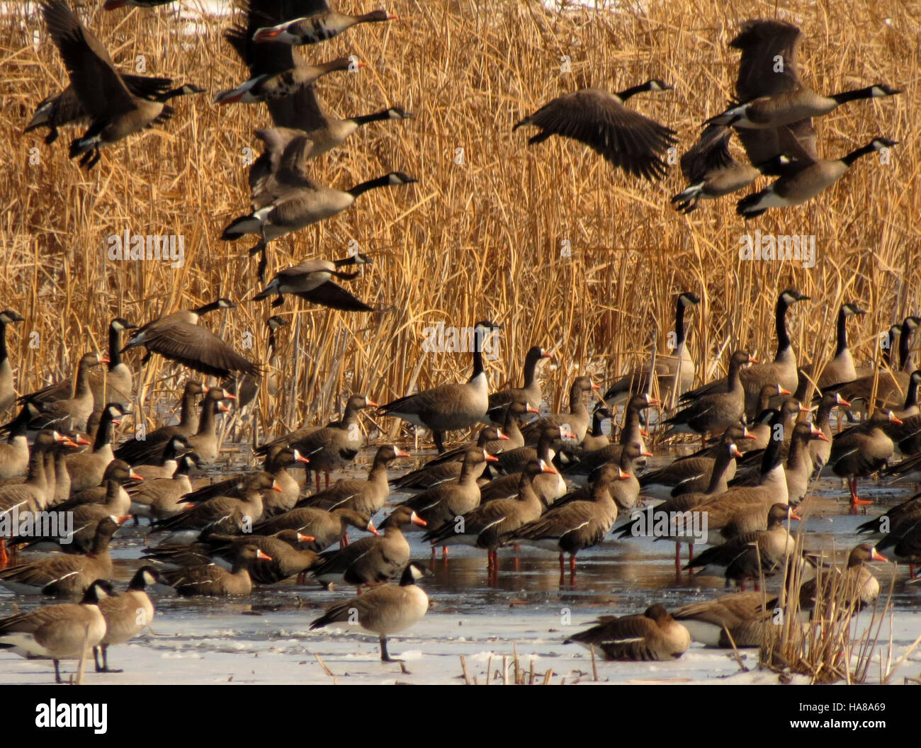 Mixed geese hi-res stock photography and images - Alamy