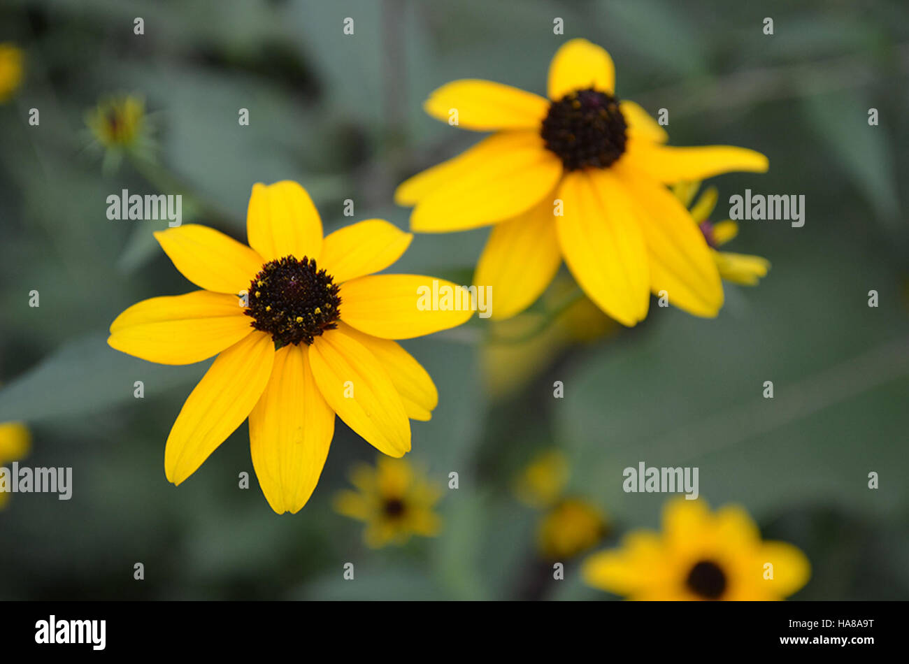 usfwsmidwest 14855438959 Brown Eyed Susans Stock Photo - Alamy