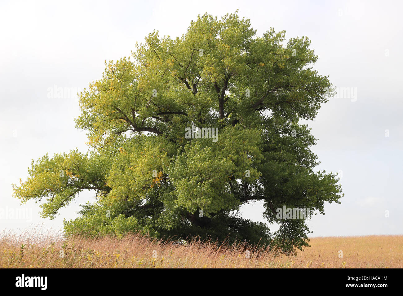 The Cottonwood tree in a U.S. national park is an important part of the ...