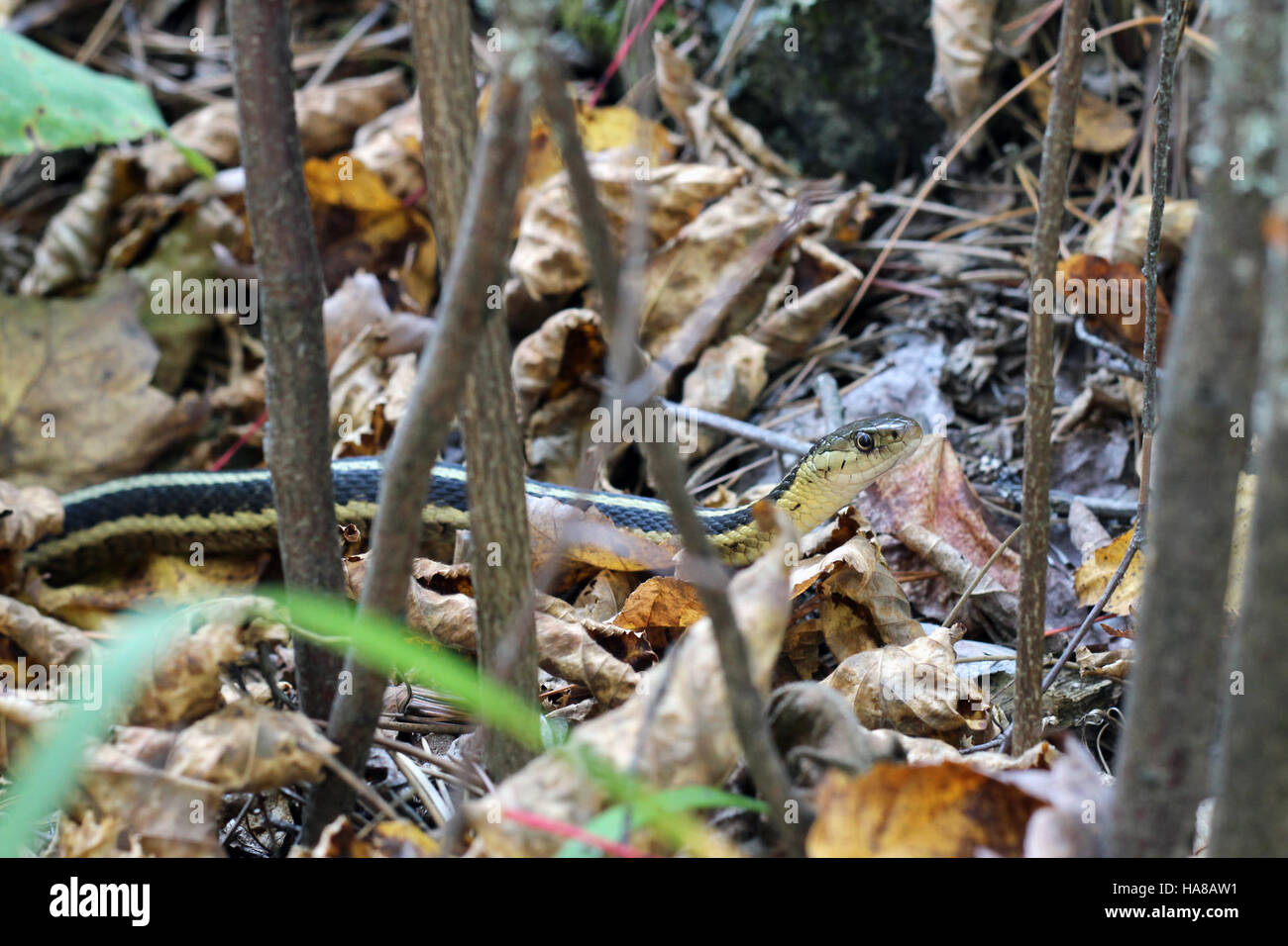 Snake species control hi-res stock photography and images - Alamy