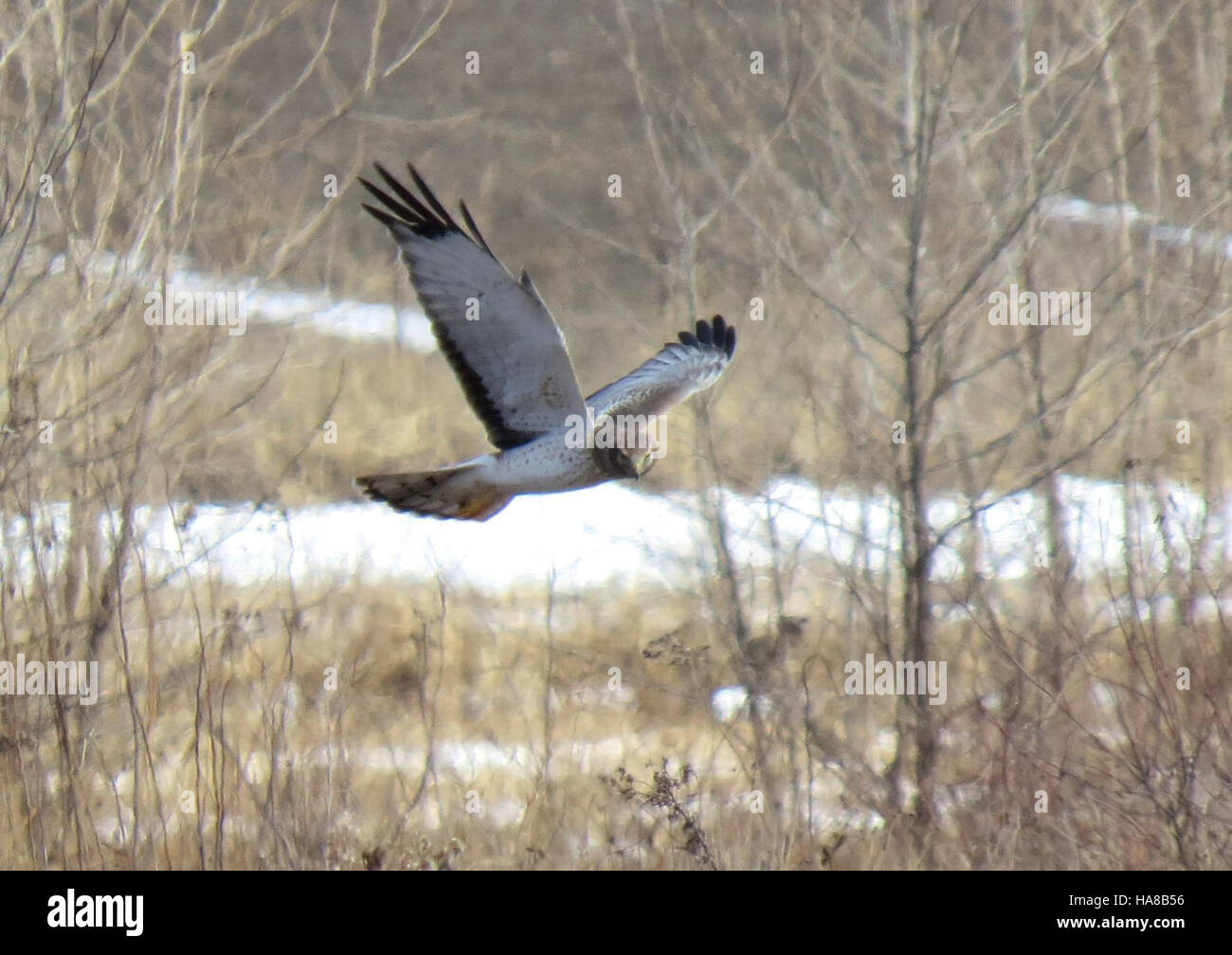 A Northern Harrier, known for its hunting flight style, captured in a U ...