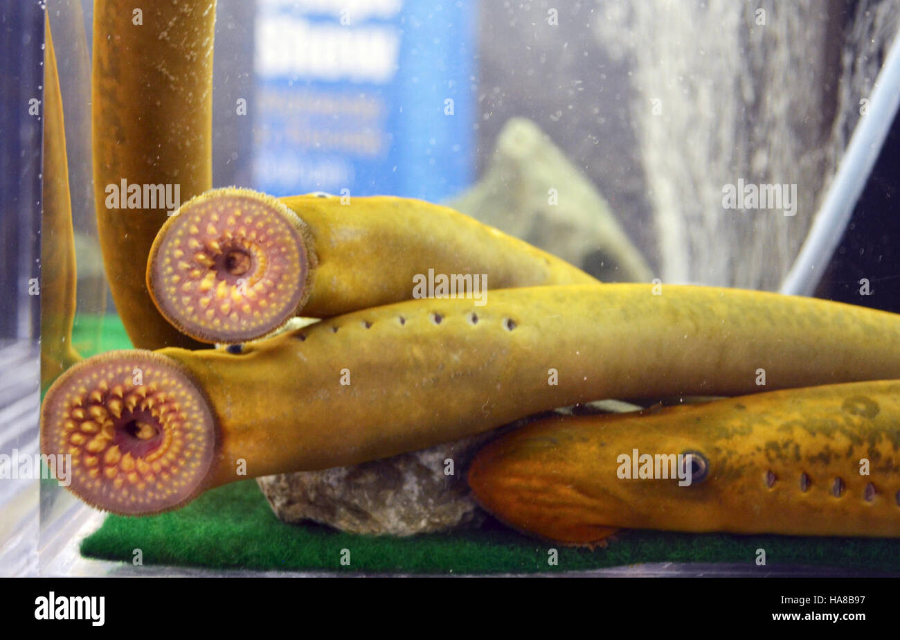 At the Duluth Boat Show, the Sea Lamprey booth provides information on ...