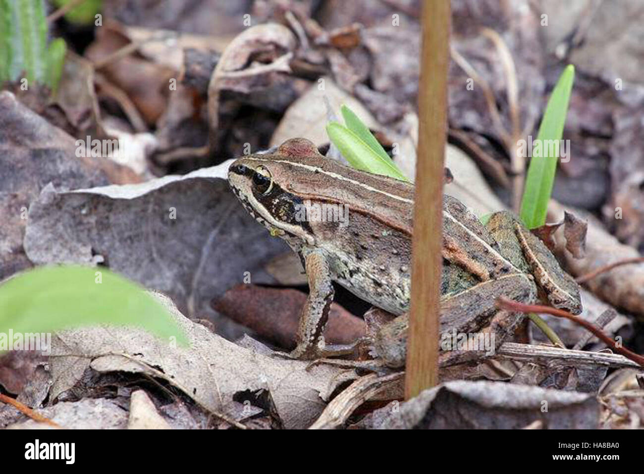 The wood frog, native to North America, is shown in its natural habitat
