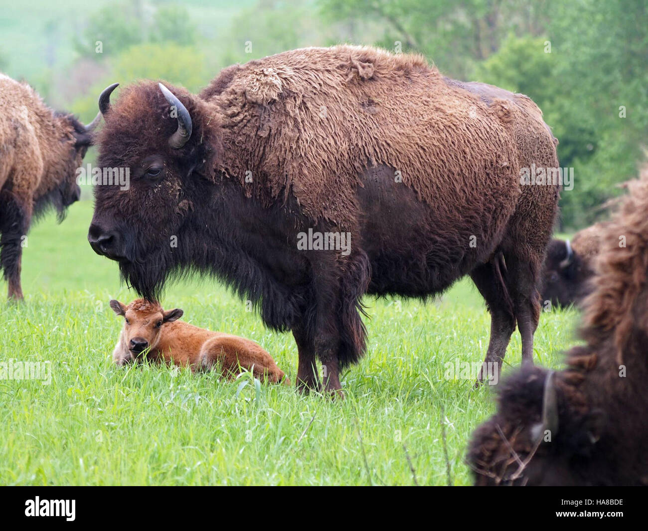 Bison Cal usfwsmidwest 17453309800 Bison Calf Stock Photo - Alamy