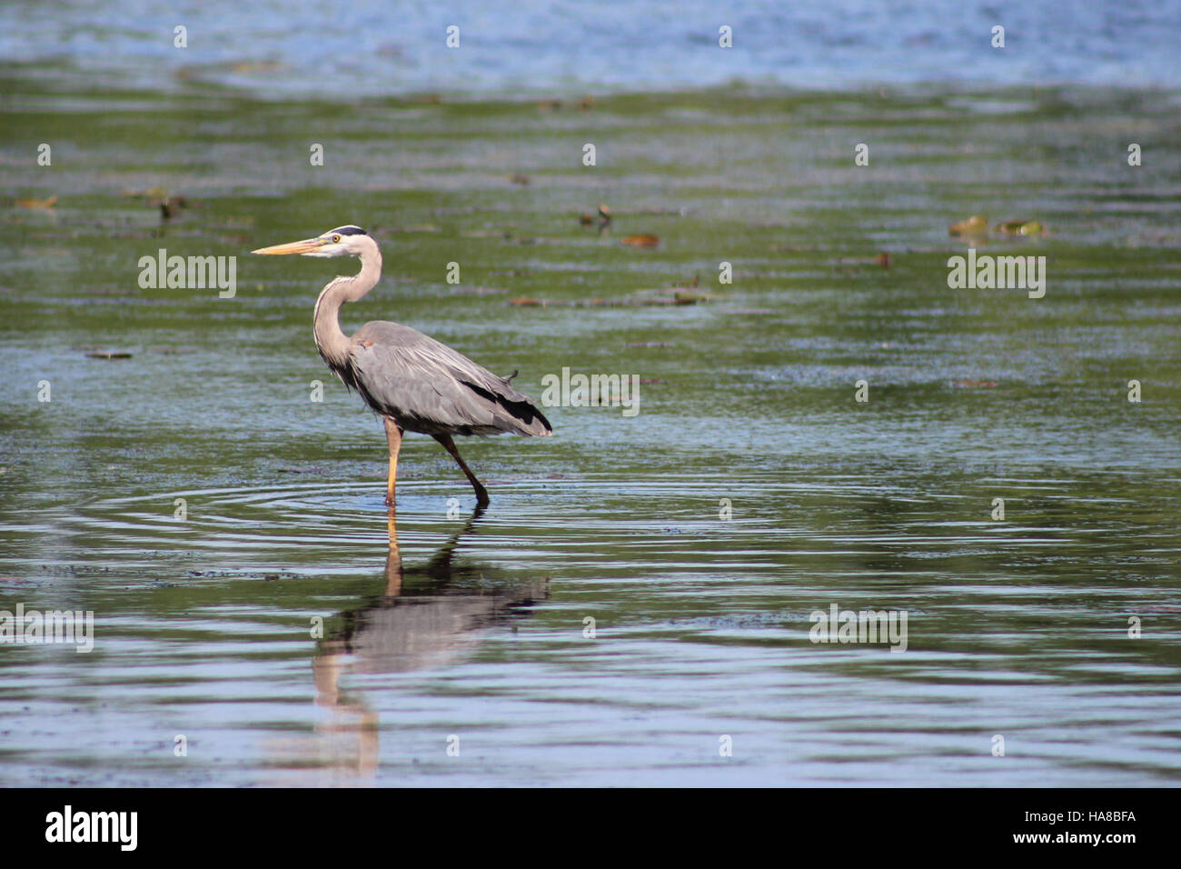 The Great Blue Heron Is A Large Wading Bird Found In Wetlands And Along The Great Blue Heron Is A Large Wading Bird Found In Wetlands And Along