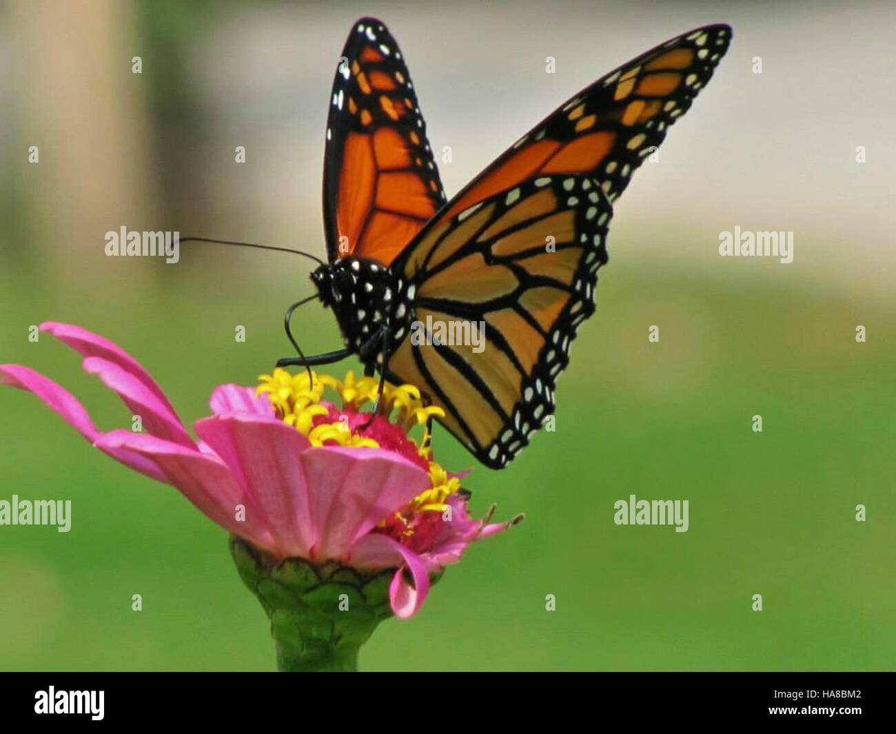 A Monarch Butterfly is spotted in Missouri’s National Park, showcasing ...