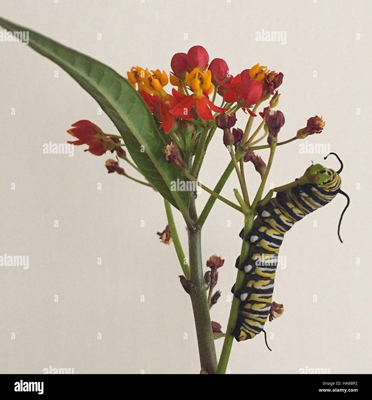 usfwsmidwest 18643403640 Monarch Caterpillar Stock Photo Alamy