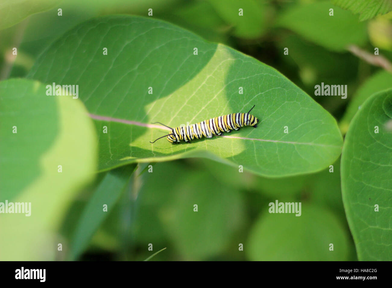 usfwsmidwest 19335950829 Monarch Caterpillar on Common Milkweed Stock Photo