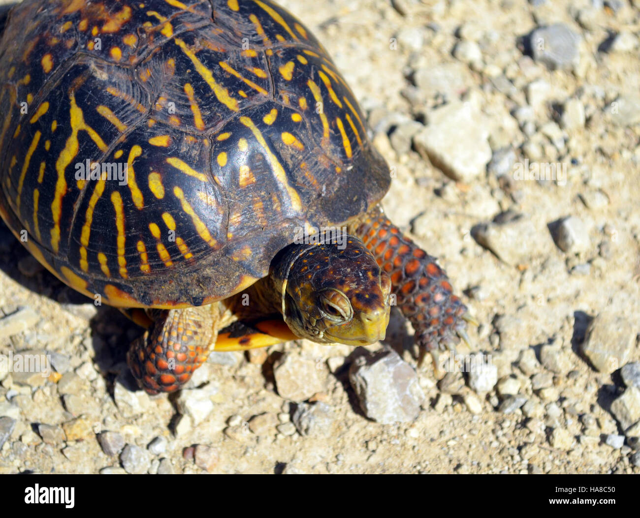 usfwsmidwest 19563842258 Ornate box turtle crossing the road Stock Photo