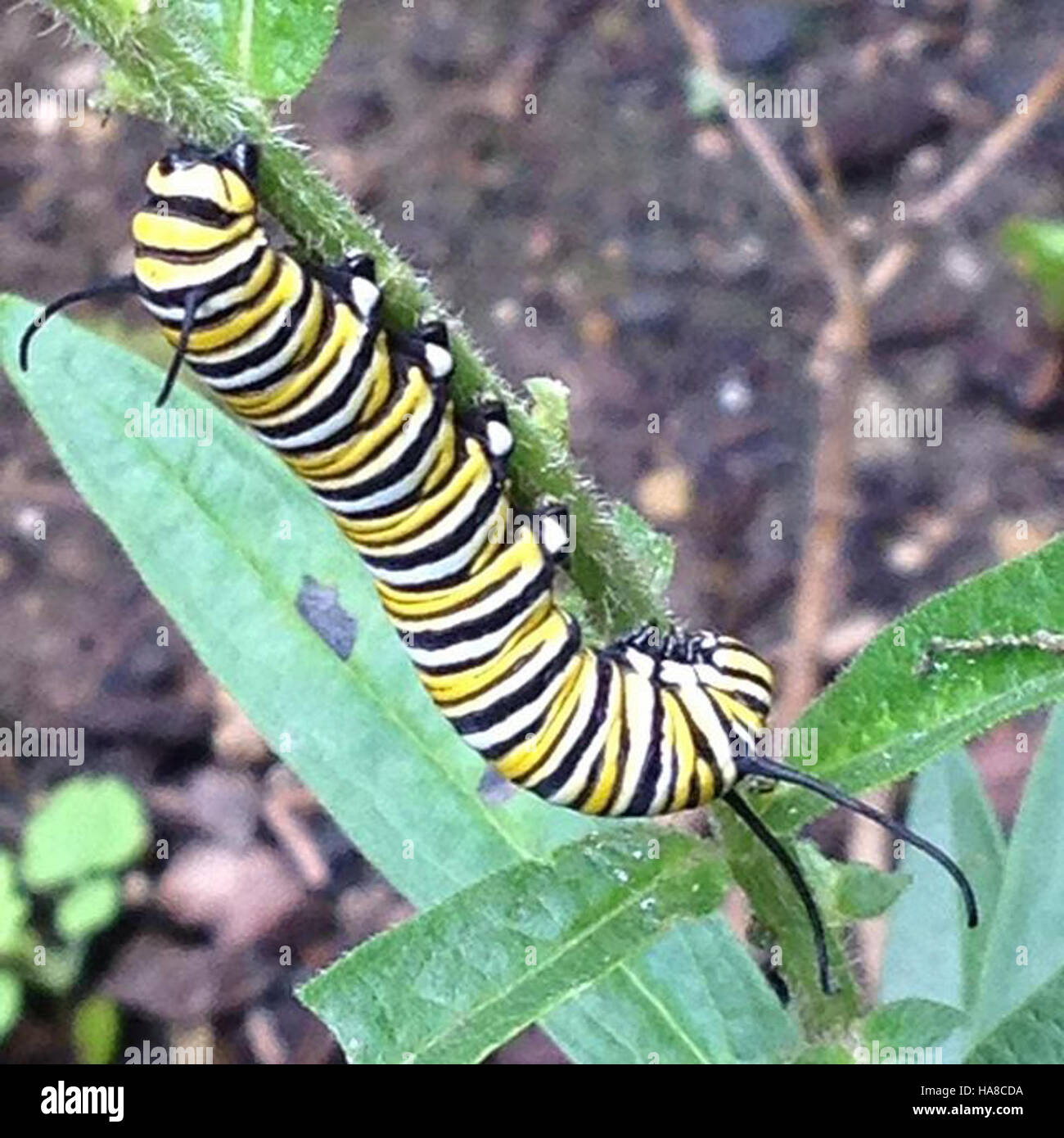 usfwsmidwest 20275644574 Monarch Caterpillar in Pennsylvania Stock ...