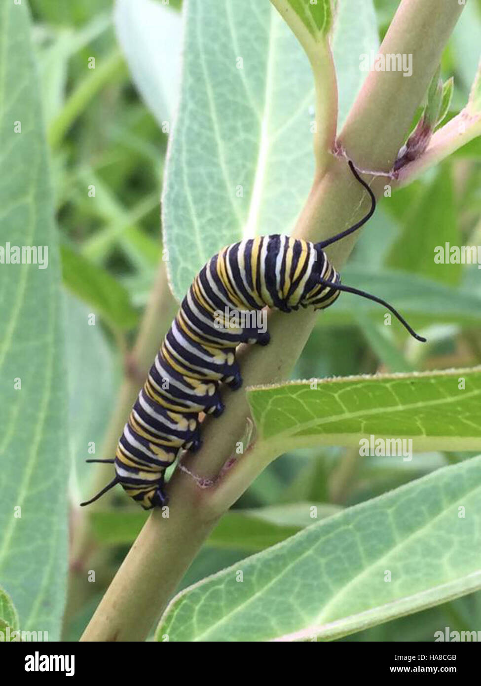 usfwsmidwest 20376562485 Monarch Caterpillar in Iowa Stock Photo Alamy