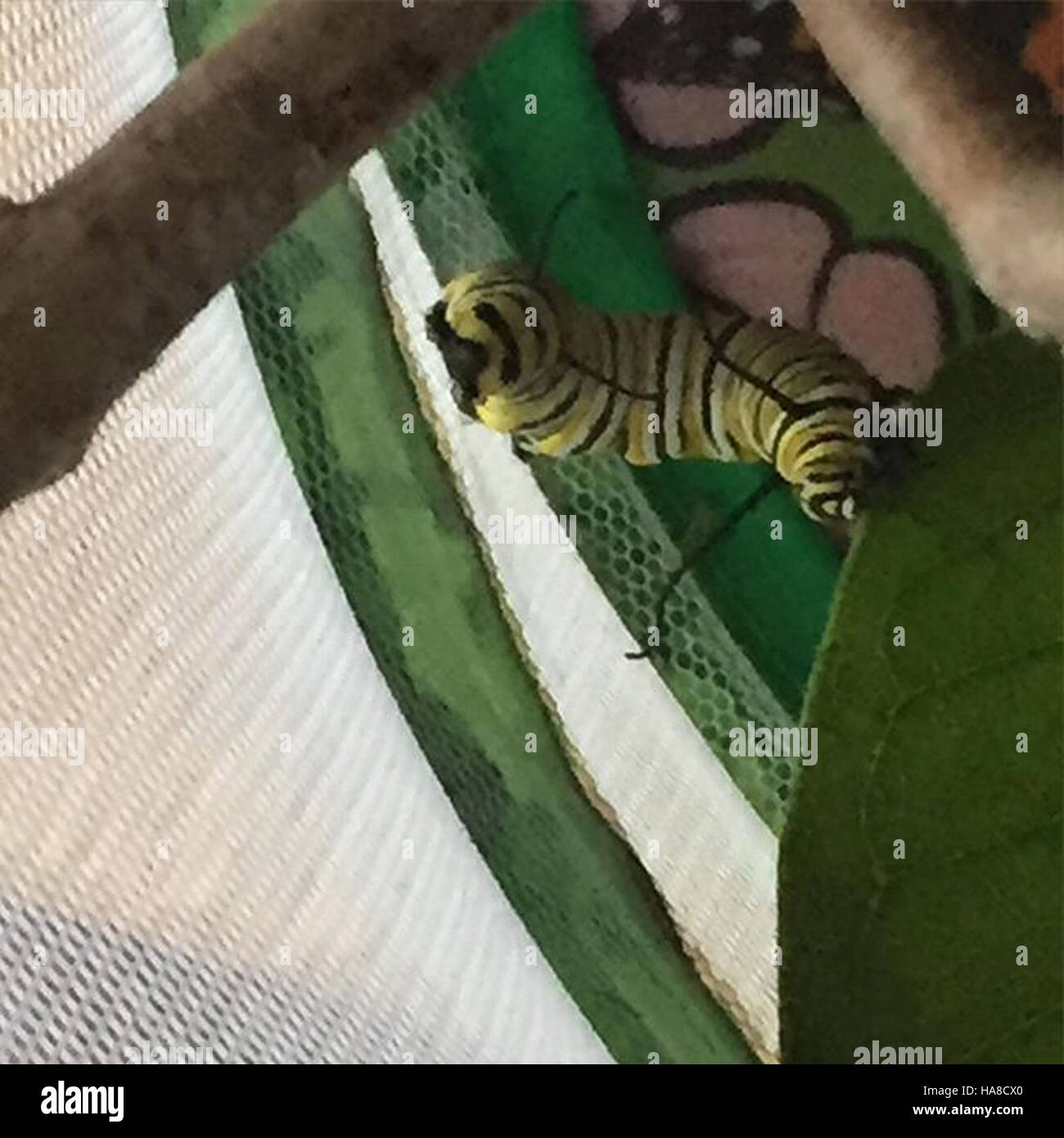 usfwsmidwest 20871955486 Monarch Caterpillar Stock Photo Alamy