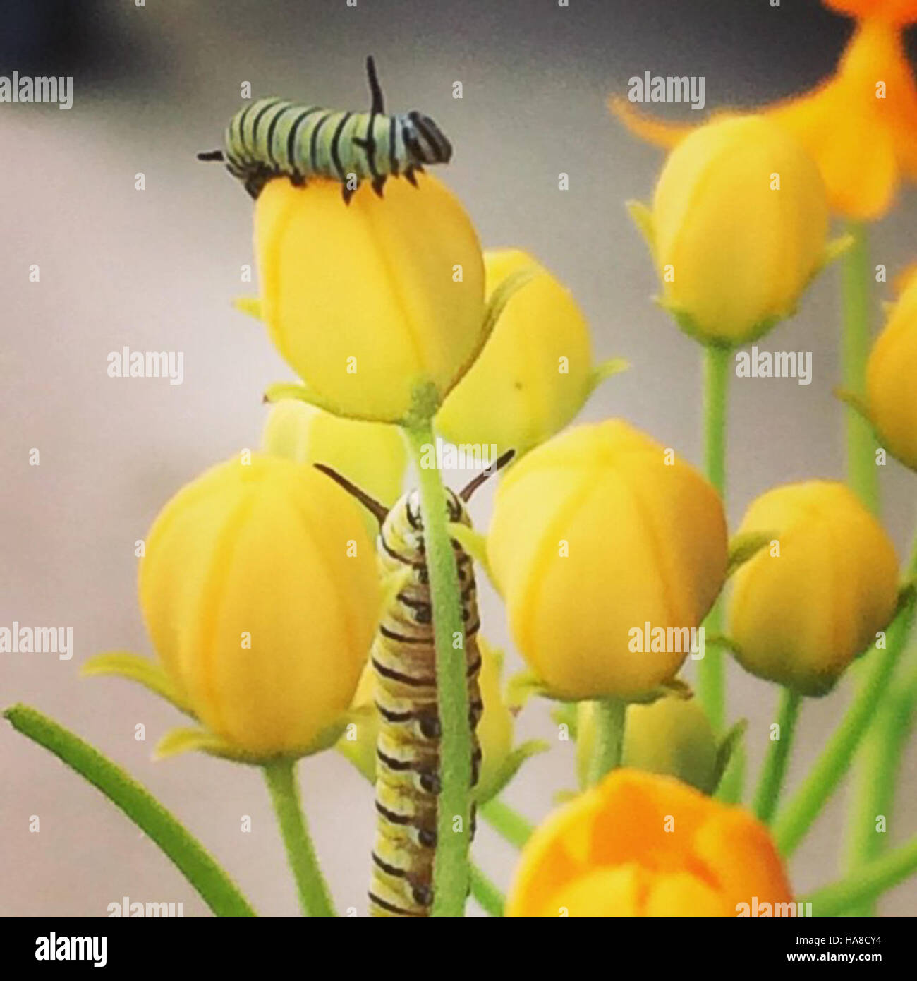 A caterpillar observed in a Midwest national wildlife refuge highlights ...