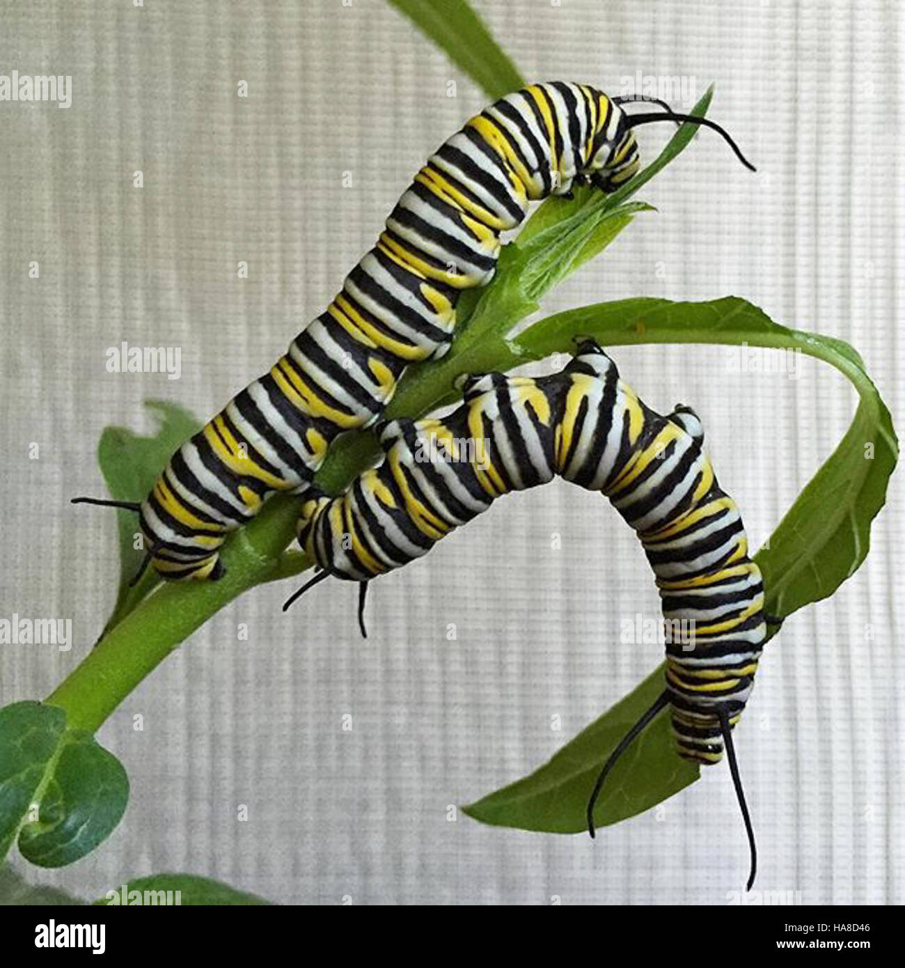 usfwsmidwest 21247866236 Monarch Caterpillars in Texas Stock Photo Alamy