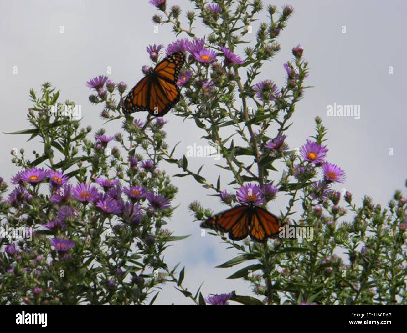 usfwsmidwest 21627162666 Monarch Butterflies in New Jersey Stock Photo