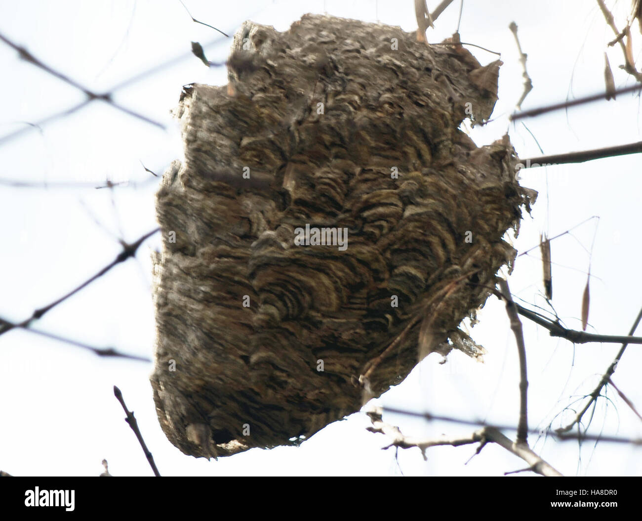 Various Insect Nest A paper wasp nest observed in a national park, illustrating the species ...
