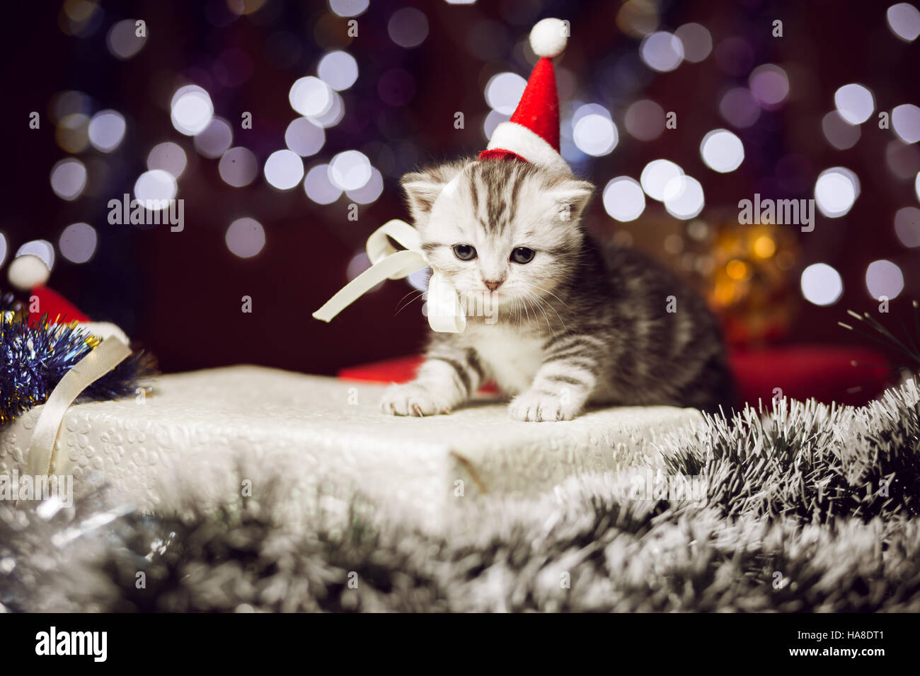 Cute kitten wearing santa hat sitting on gift box Stock Photo