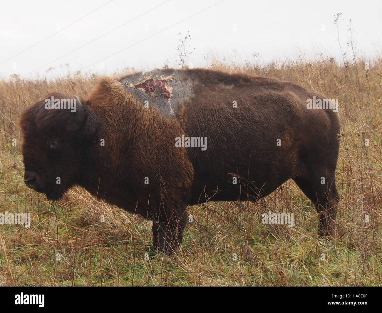 This image showcases a bison, symbolizing the resilience and strength ...