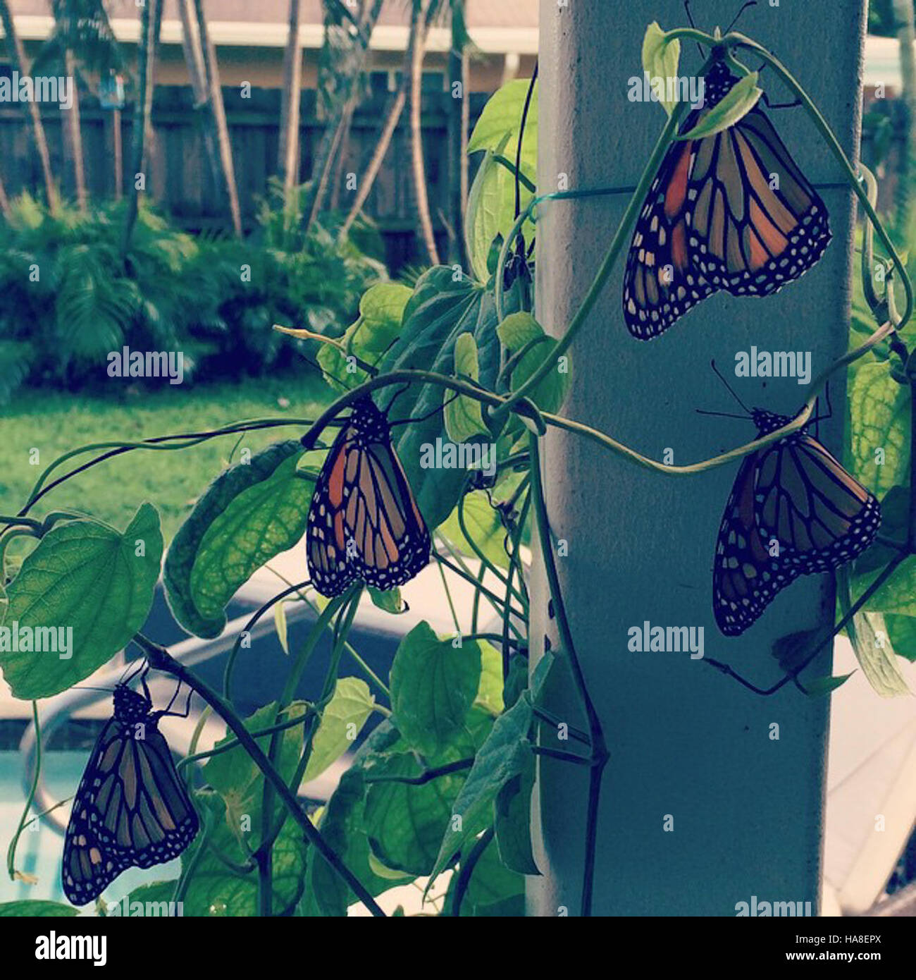 usfwsmidwest 27488069176 Monarch Butterflies in Florida Stock Photo Alamy