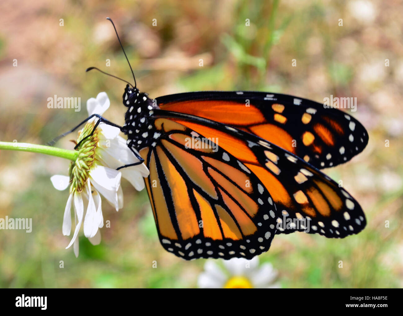 A Monarch butterfly is seen drying its wings after emerging from its ...