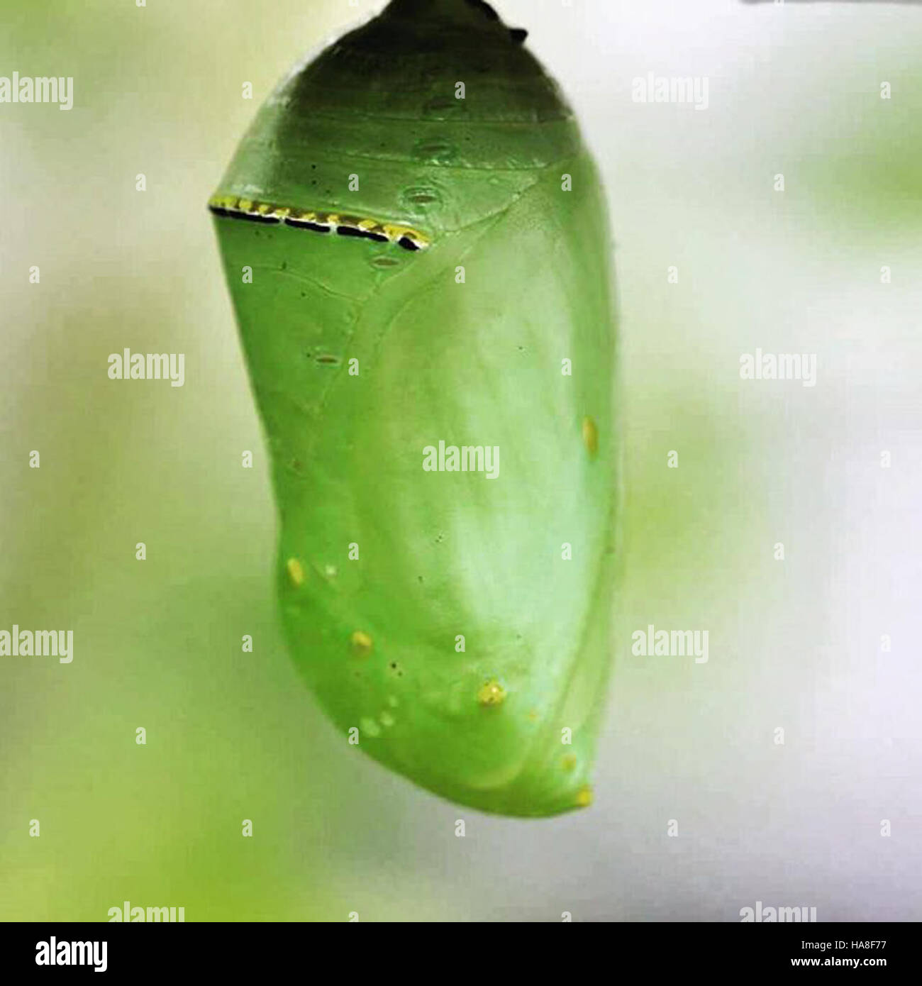 Transitional insect stages hi-res stock photography and images - Alamy