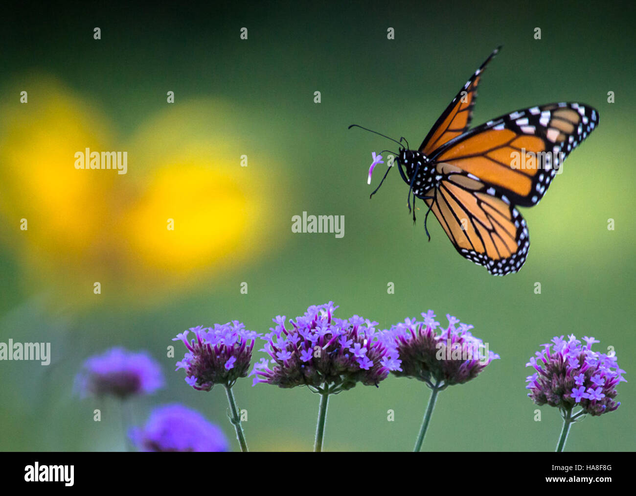 A Monarch butterfly (Danaus plexippus) feeding on swamp milkweed and ...