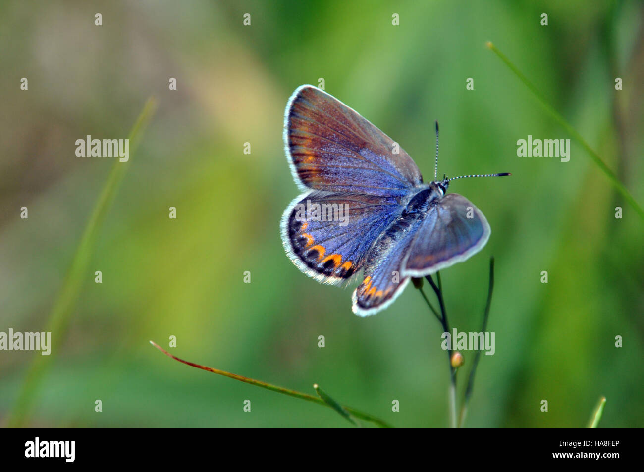 Karner Blue Butterfly & Wild Lupin Print 