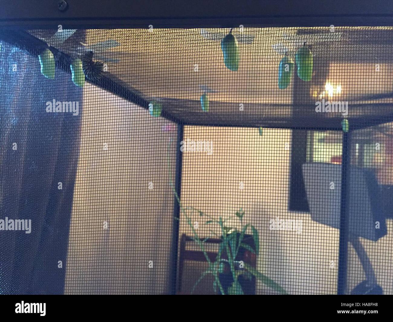 This image depicts the early stages of the monarch butterfly life cycle ...