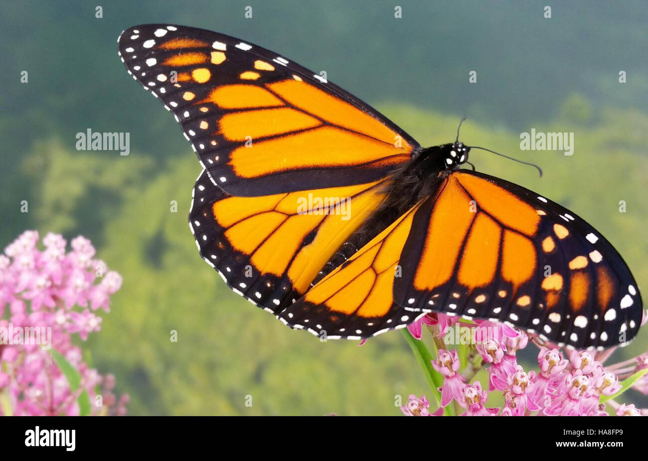 usfwsmidwest 29094547202 Monarch Butterfly in Ohio Stock Photo Alamy