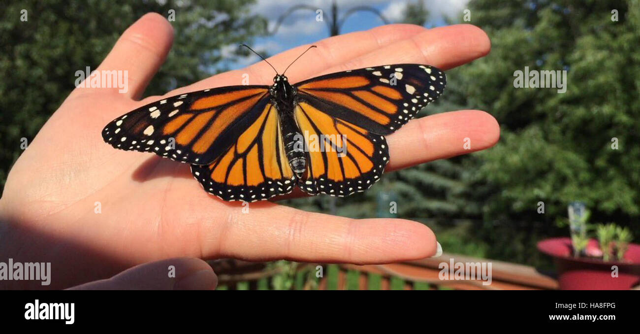 usfwsmidwest 29094548152 Monarch Butterfly in Minnesota Stock Photo Alamy
