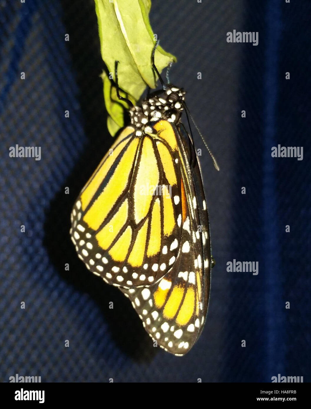 Captured in California, the monarch butterfly exemplifies the species ...
