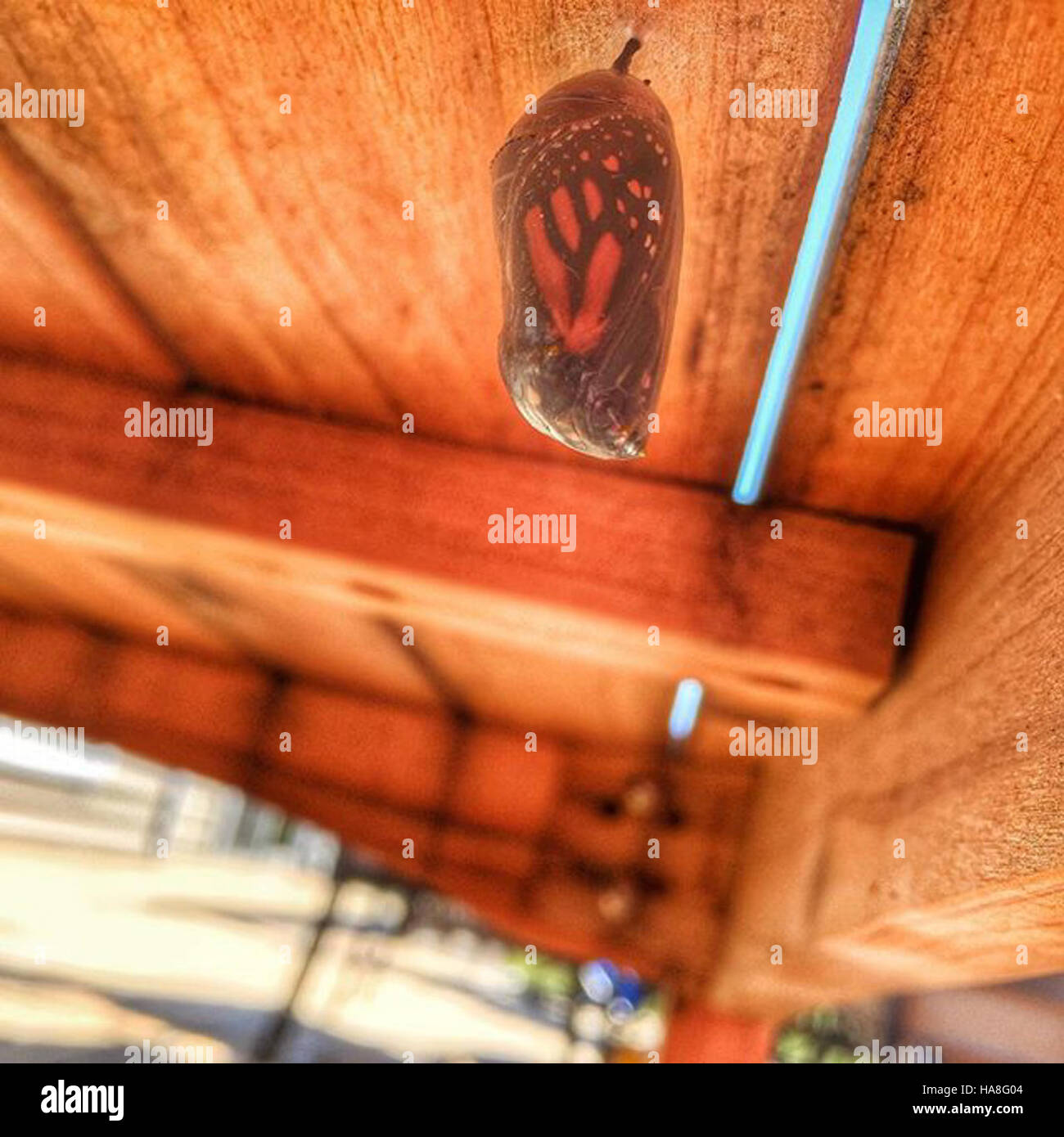 This image shows a Monarch chrysalis, the pupal stage of the Monarch ...
