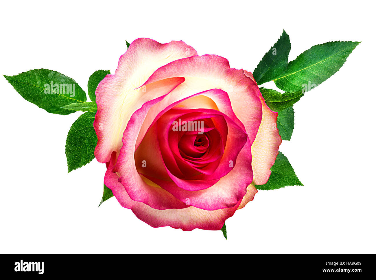 rose isolated on the white background Stock Photo - Alamy