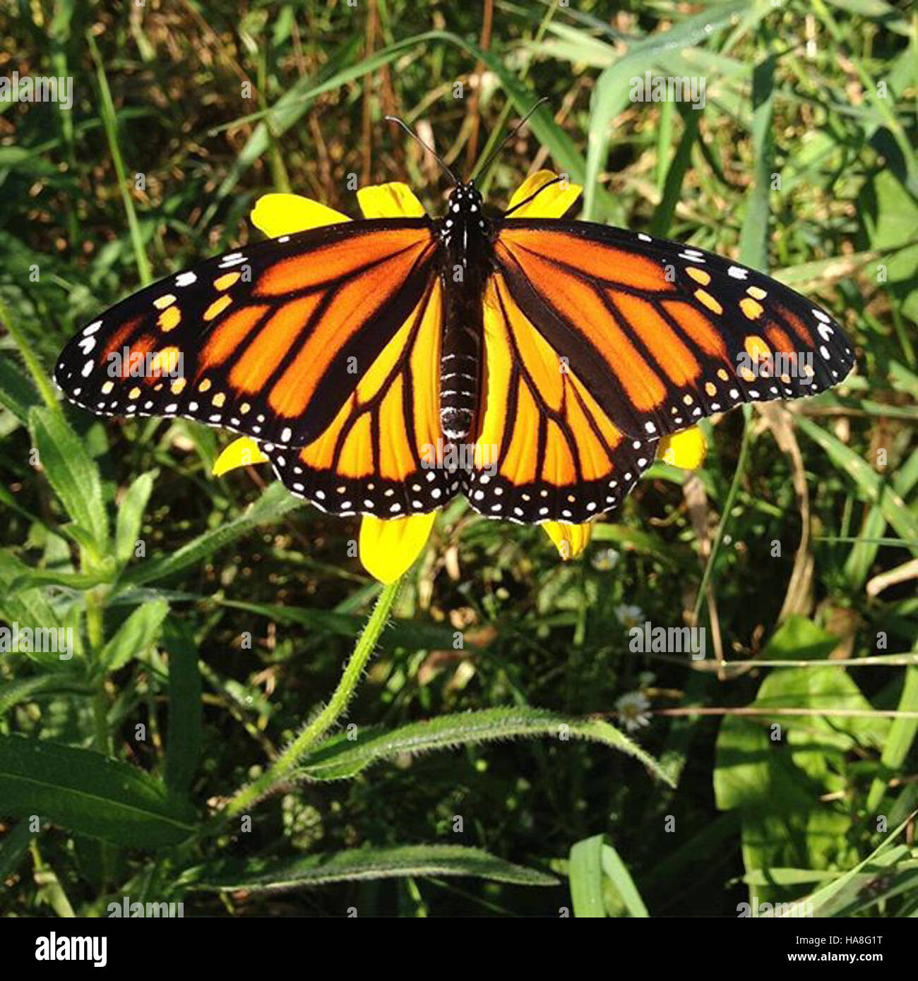 A Monarch Butterfly Photographed In Michigan Displaying Its Iconic 