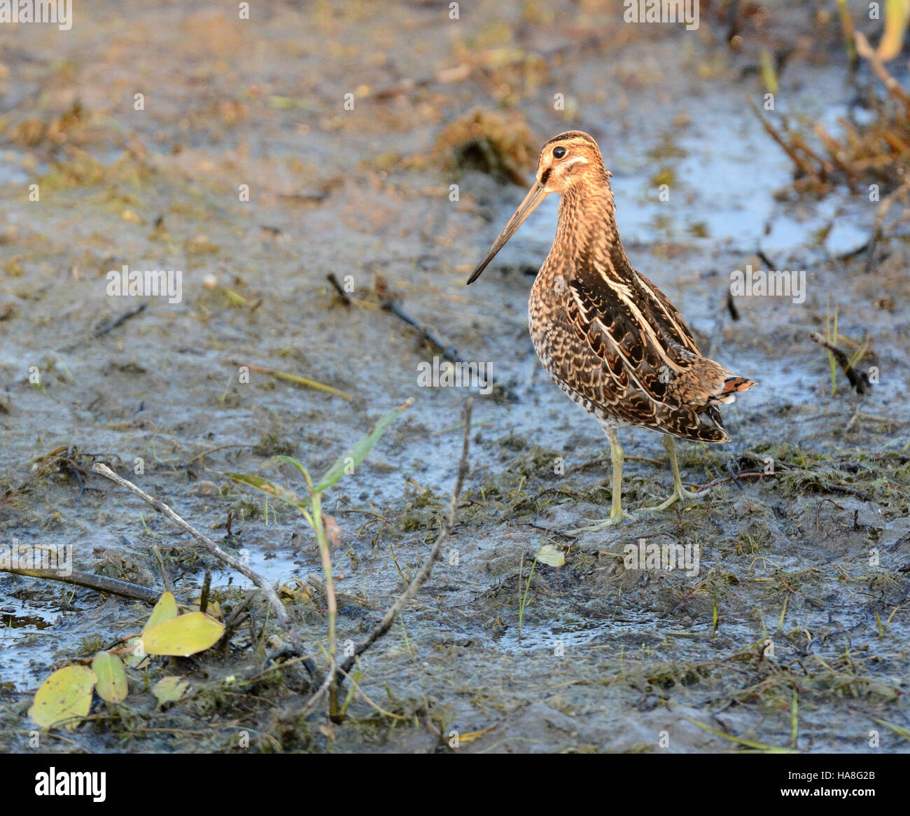 Photo inspiration: Visual Reference: The Wilson S Snipe Captured In Shiawassee National Wildlife Refuge