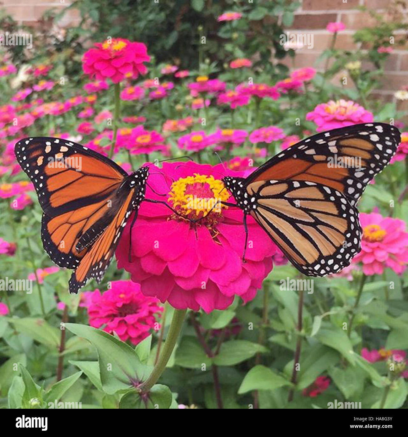 usfwsmidwest 30390838276 Monarch Butterflies in Texas Stock Photo Alamy