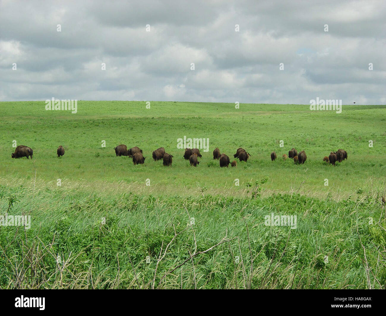 This image features bison grazing at a national park in the Midwest ...