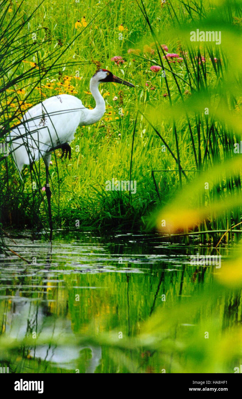 usfwsmidwest 5534915774 Adult Whooping Crane, WCEP Stock Photo
