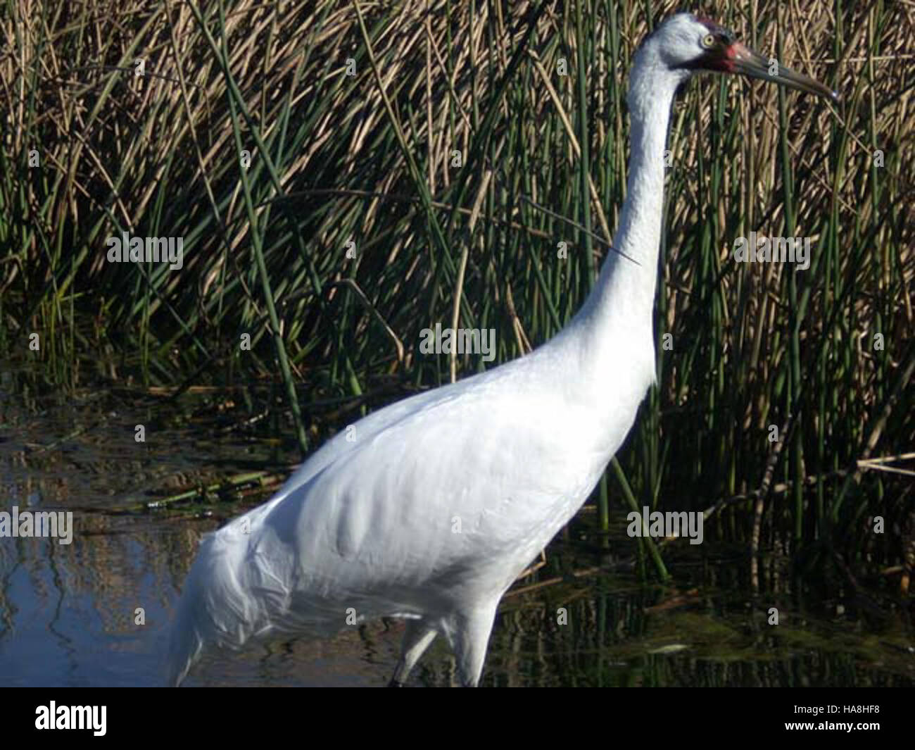 usfwsmidwest 5534954534 Adult Whooping Crane Stock Photo