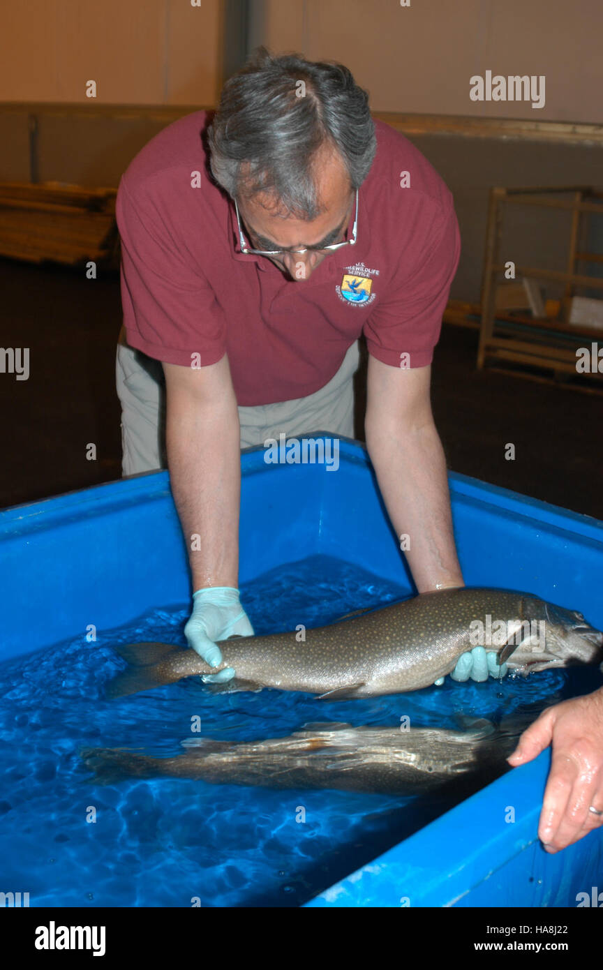 usfwsmidwest 5828271821 RD with Coaster Brook Trout Iron River NFH Stock Photo Alamy