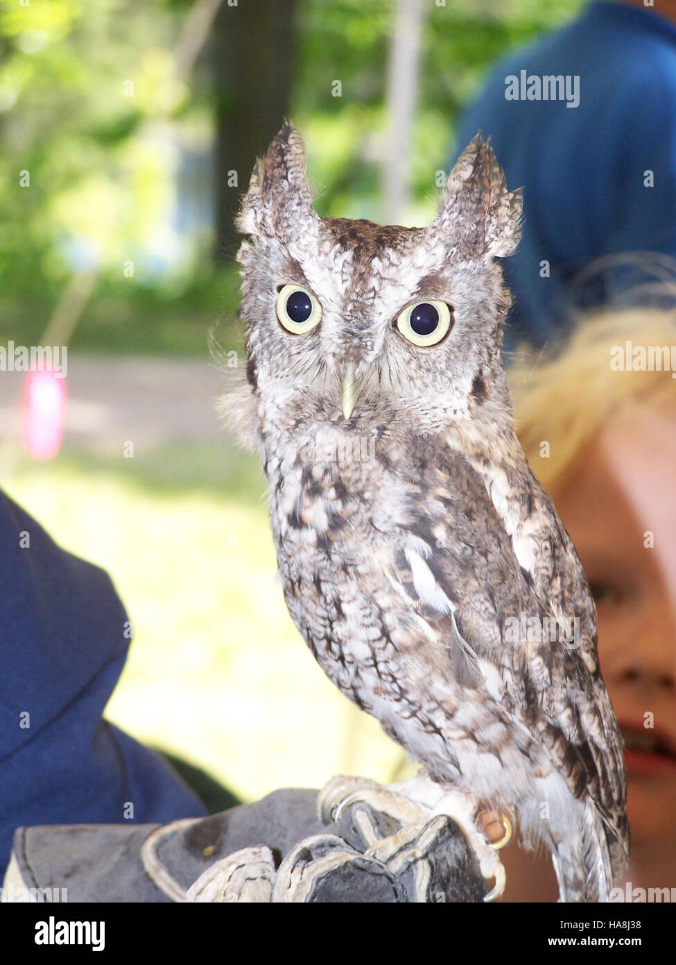 A screech owl perches in the trees of a Midwest national park, an ...